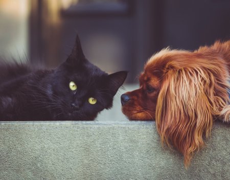 3 HVAC Maintenance Tips for People With Pets